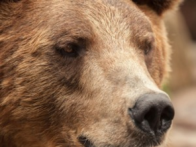 Ivre, un Russe tente de nourrir des ours et perd une main