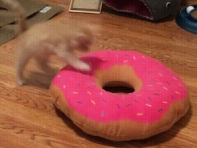 Capture the donuts