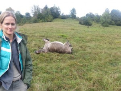 Savoie : quatre ânes tués par un chasseur à Arith dans les Bauges