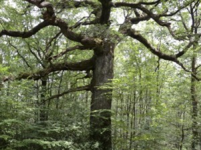 Nous voulons que les arbres remarquables soient reconnus comme un patrimoine