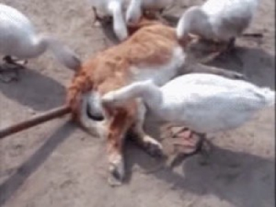Des vautours se délectent du cadavre d'un chat