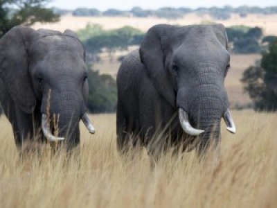 L'administration de Donald Trump réautorise l'importation de trophées d'éléphants