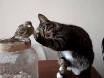 La maîtrise de chat-même