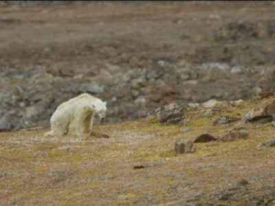 L'agonie d'un ours polaire devient le symbole du réchauffement climatique