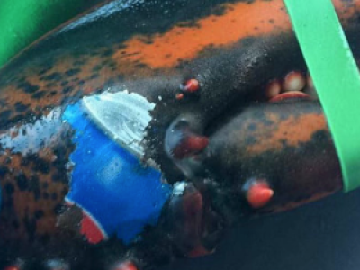 Des pêcheurs ont découvert un homard «tatoué» du logo Pepsi