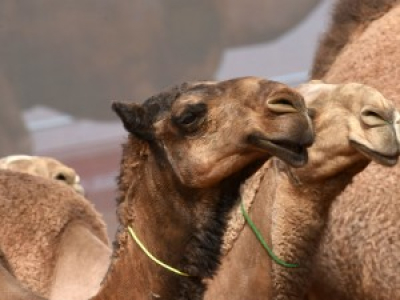 12 chameaux disqualifiés d'un concours de beauté pour triche au botox