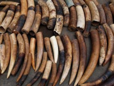 Un expert du trafic d’ivoire assassiné au Kenya