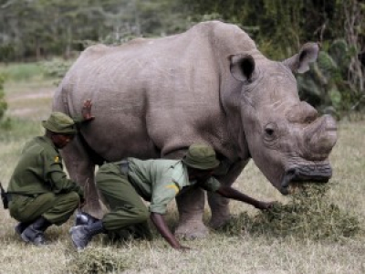 Mort au Kenya du dernier mâle rhinocéros blanc du Nord