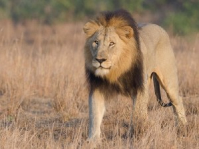 Un braconnier présumé a été tué par des lions