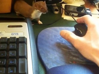 Une belette jalouse d'une souris