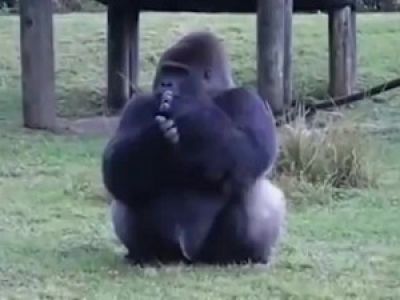 Un gorille utilise le langage des signes