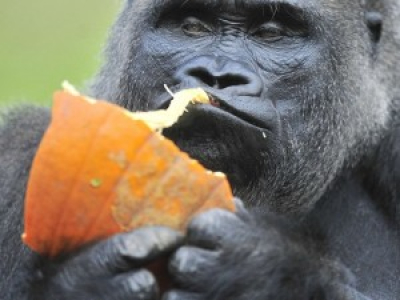 Koko, le gorille qui parlait la langue des signes, est morte à l'âge de 46 ans