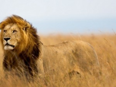 Trois braconniers dévorés par des lions en Afrique du Sud
