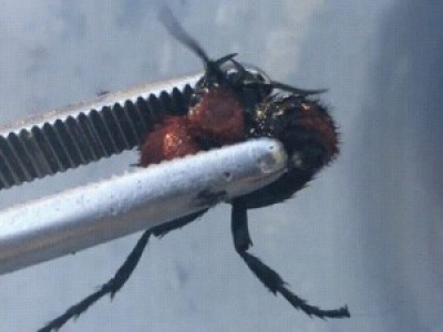 Le dard d'une fourmi velvet