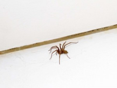 Les araignées se donneraient rendez-vous dans nos maisons à 19h35