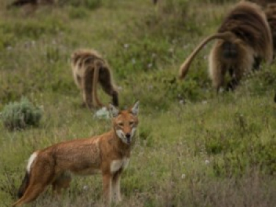 En Éthiopie, le loup chasse en compagnie des singes