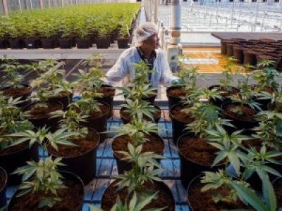 Le Canada légalise le cannabis, les premiers clients sur un nuage