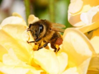 Abeilles : 30 % des ruches sont mortes au cours de l’hiver écoulé