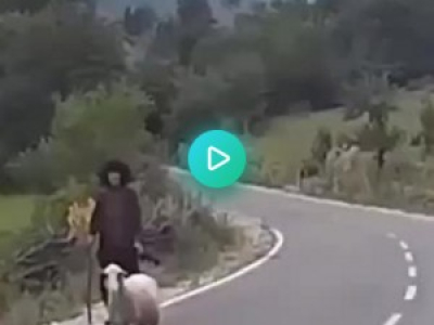 Fuck that sheep