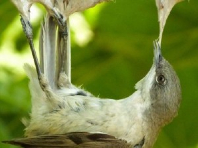 Le Conseil d'Etat valide la pratique de la chasse d'oiseaux à la glu