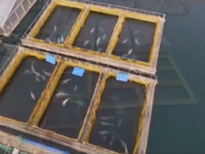 «Prison» d’orques et de bélugas : les cétacés toujours en danger en Russie