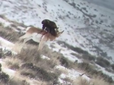 Pronghorn vivant attaqué par un aigle