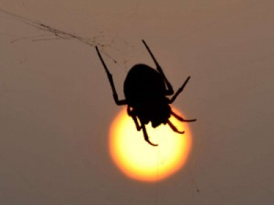 Les insectes pourraient disparaître de la planète d’ici 100 ans