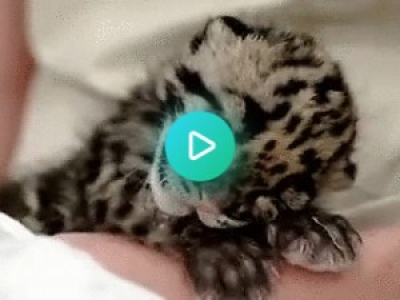 Baby léopard