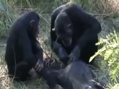 Une veillée funèbre observée chez des chimpanzés