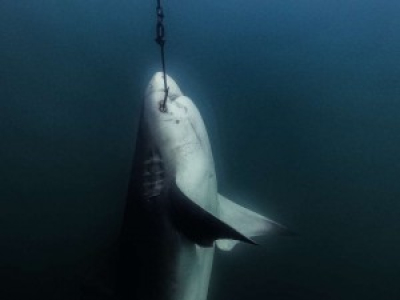 Australie : des milliers de requins meurent pour protéger les surfeurs