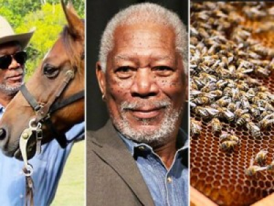 Morgan Freeman transforme son ranch en sanctuaire pour abeilles.