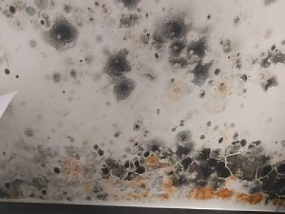 Des champignons sur les murs