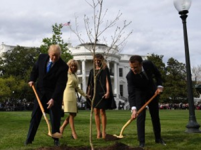 Le chêne planté à la Maison Blanche par Macron et Trump est mort