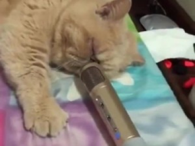 Chat musical 