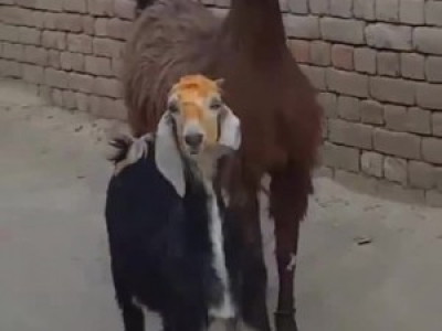 Groovy Goats