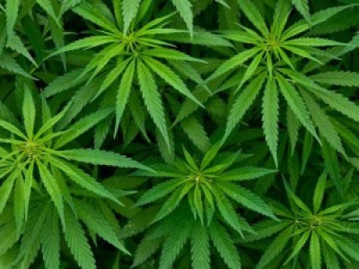 Le Luxembourg va légaliser le cannabis, une première en Europe