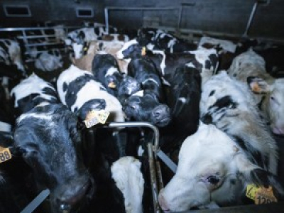 L'association L214 dévoile des images d'élevages intensifs de veaux laitiers.