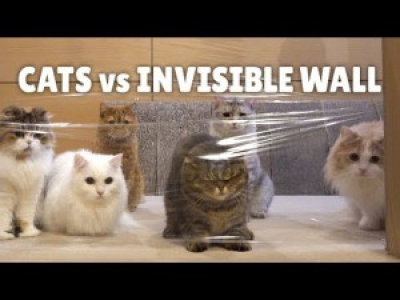 Chat versus mur invisible