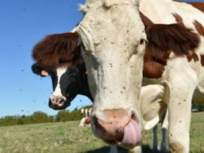 Trois vaches disparues pendant l’ouragan Dorian retrouvées vivantes sur une île