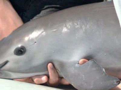 Menacé par les cartels mexicains, le marsouin du Pacifique est au bord de l’extinction