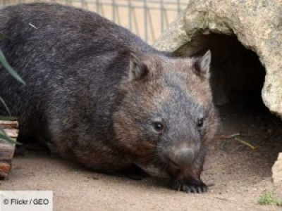Australie : les wombats ont sauvés des animaux pendant les incendies