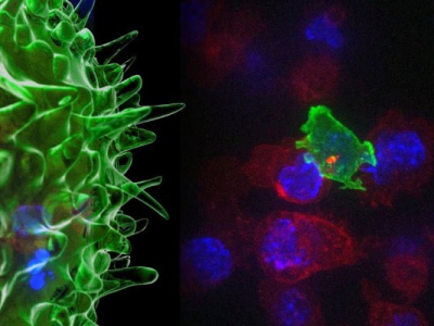 Une cellule capable de lutter contre les cancers.