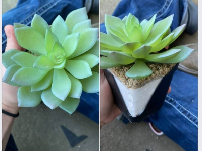 Elle arrose sa plante pendant deux ans et se rend compte qu'elle est en plastique