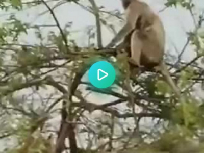 Monkey Vs Tiger