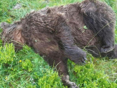 Un ours tué par balles découvert en Ariège, l'état va porter plainte 