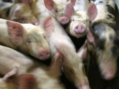Decouverte en Chine d'un virus de grippe porcine propice à une future épidémie 