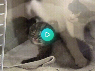 3 chatons lynx orphelin adoptés par une chatte domestique (Big Cat Rescue)
