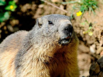 Mongolie : un adolescent meurt de la peste bubonique après avoir mangé une marmotte 