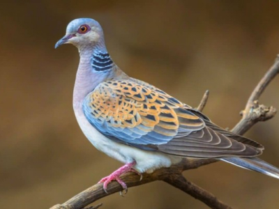 L'europe donne 3 mois à la france pour mettre fin à la chasse aux oiseaux protégés 