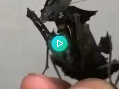 Phyllocrania Paradoxa, the Black Ghost Mantis